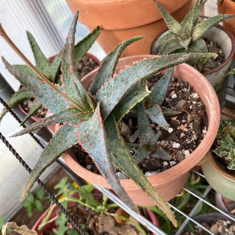 plant image 1642720 plant image 1642720