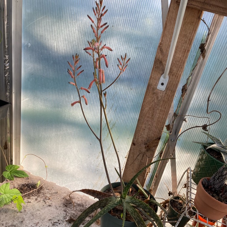 plant image 1642721 plant image 1642721