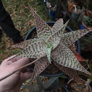 Aloe deltoideodonta 'Delta Lights'
