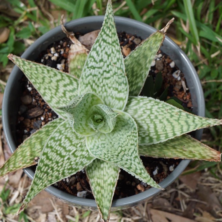 plant image 1685160 plant image 1685160