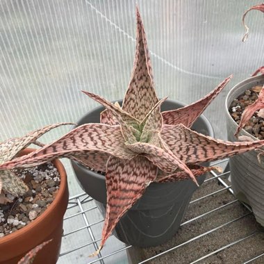 Aloe deltoideodonta 'Delta Lights'