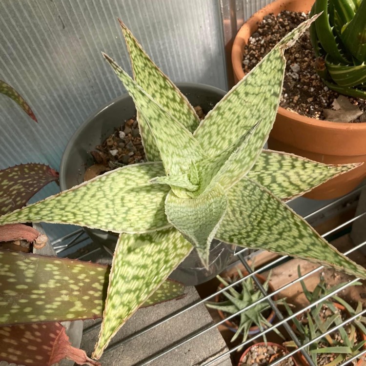 plant image 1685162 plant image 1685162