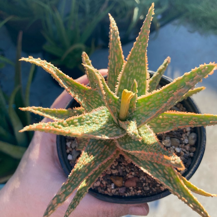 plant image 1685163 plant image 1685163