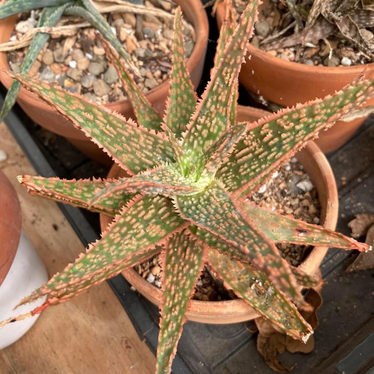 plant image 1685164 plant image 1685164