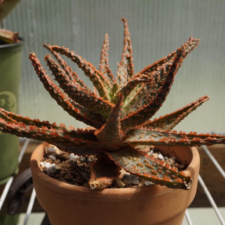 plant image 1685165 plant image 1685165
