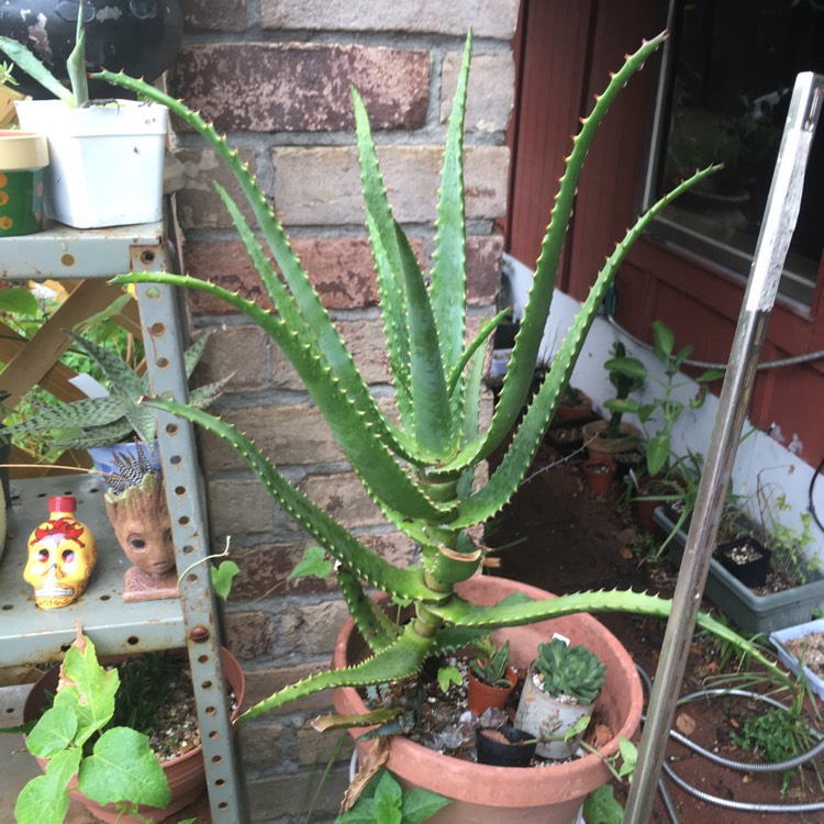 plant image 840306