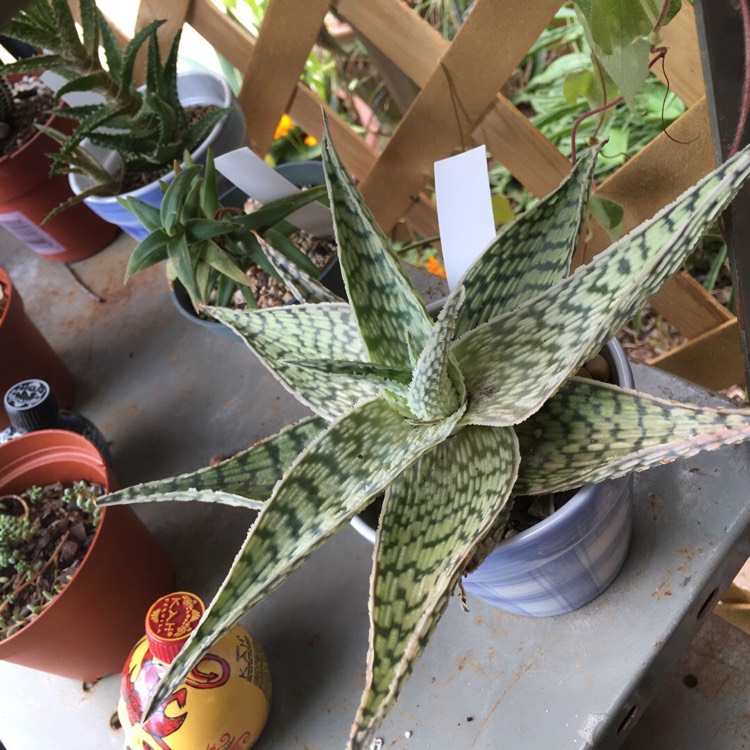 plant image 840313 plant image 840313