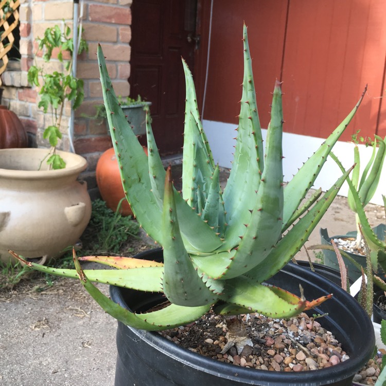 plant image 840333 plant image 840333