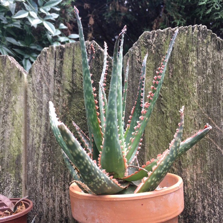 Plant image Aloe 'Coral Fire'
