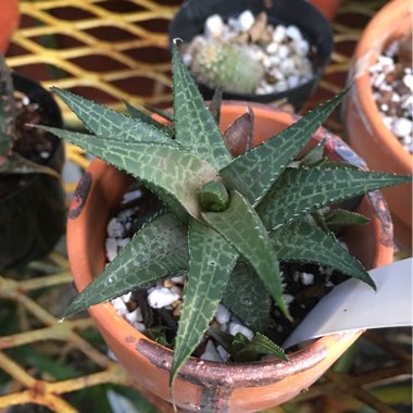 Haworthia Venosa ssp. Tessllata