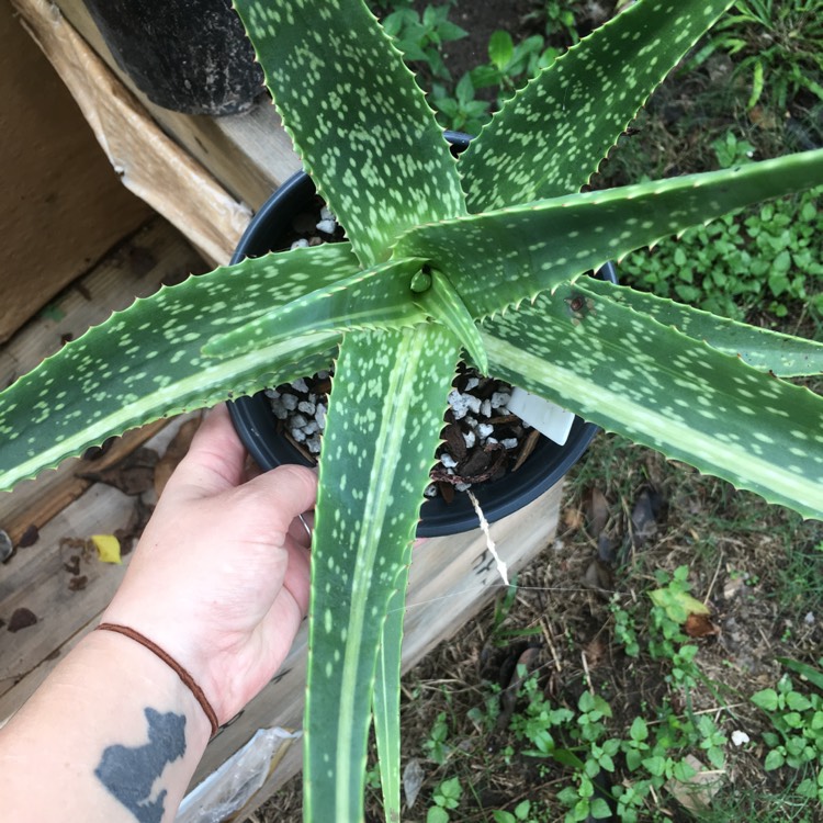 plant image 847282 plant image 847282