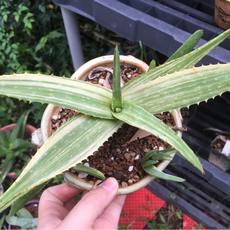 plant image 847283 plant image 847283