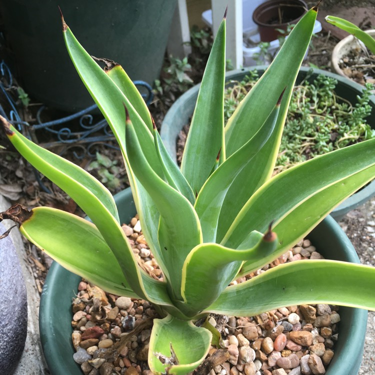Plant image Agave desmettiana Variegata