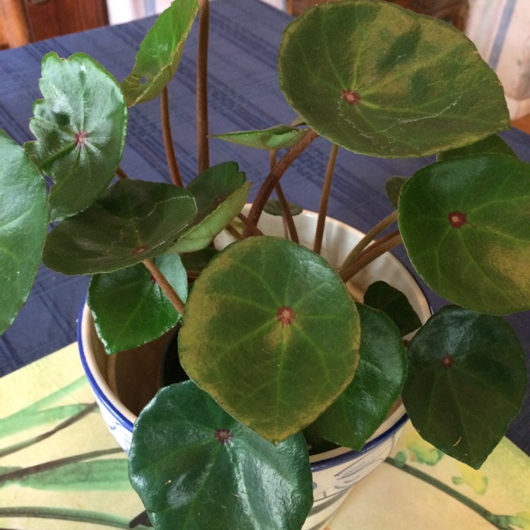 Plant image Begonia conchifolia var. 'rubrimacula'