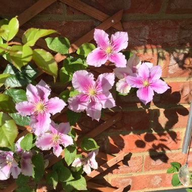 Kenny's garden
