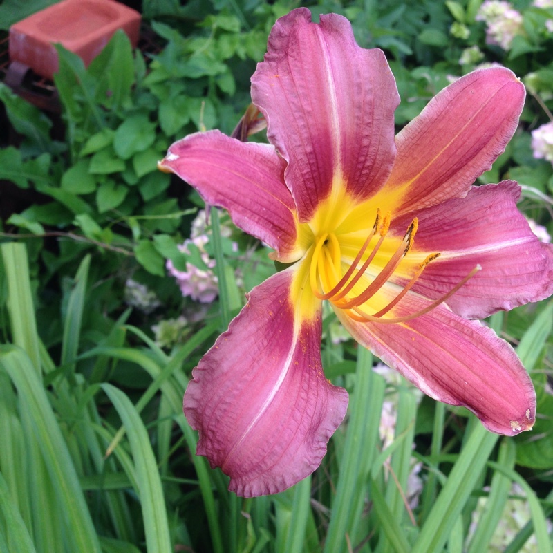 Plant image Hemerocallis 'Catherine Woodbery'