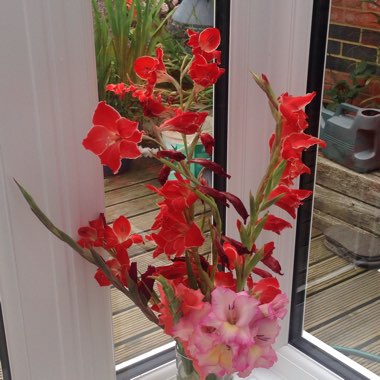 Gladiolus