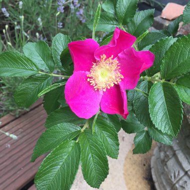 Rosa