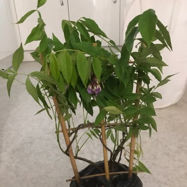 Chinese Wisteria 'Prolific'