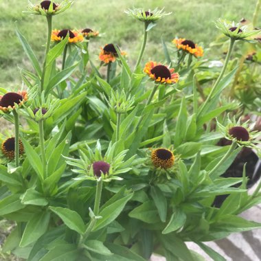 Sneezeweed 'Short And Sassy'