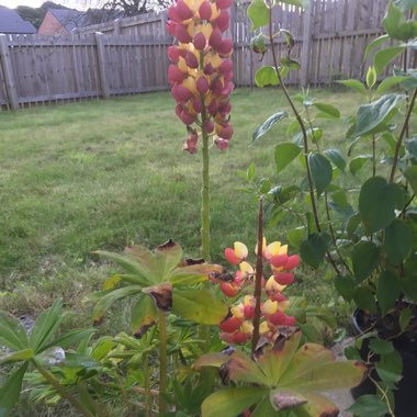 Lupin