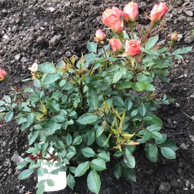 Little Sunset Patio Rose