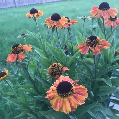 Sneezeweed 'Short And Sassy'