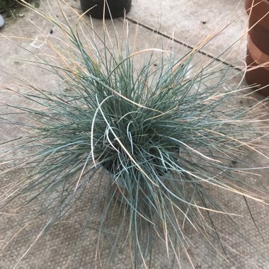 Blue Fescue