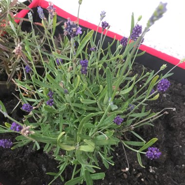 Lavender