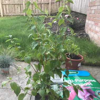 Mock Orange