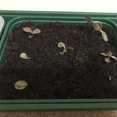 Jade Plant