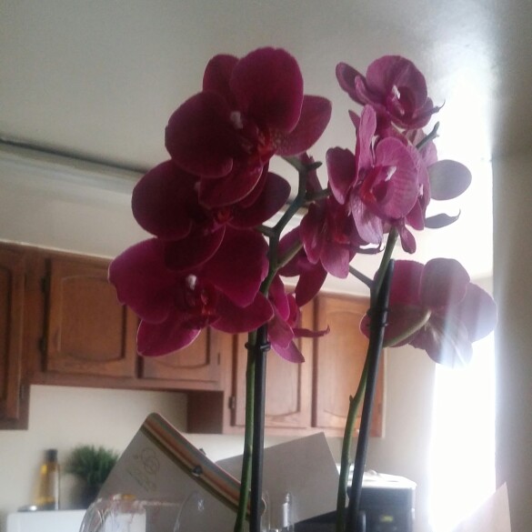 Phalaenopsis