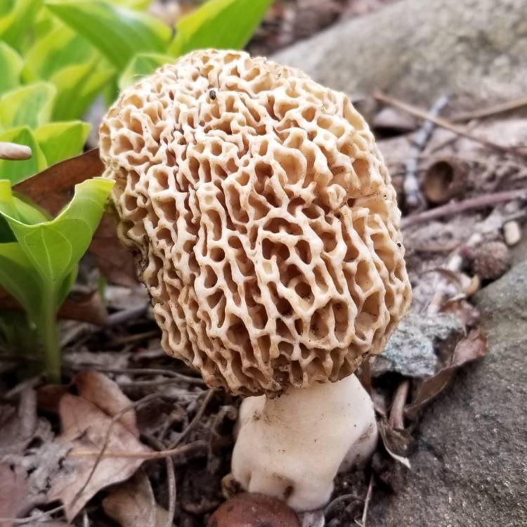 Plant image Morchella