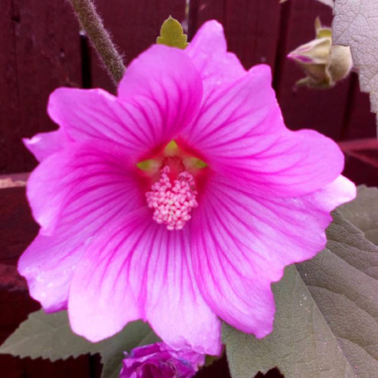 Plant image Lavatera x clementii 'Rosea'