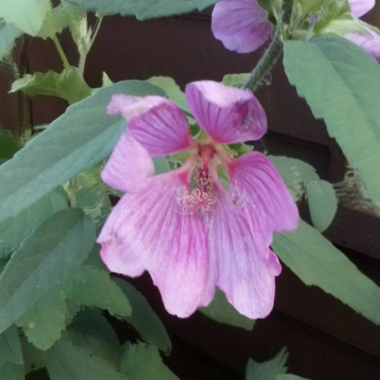 plant image 1155783 plant image 1155783