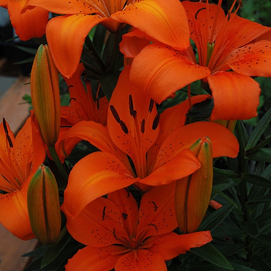 plant image 1325534 plant image 1325534