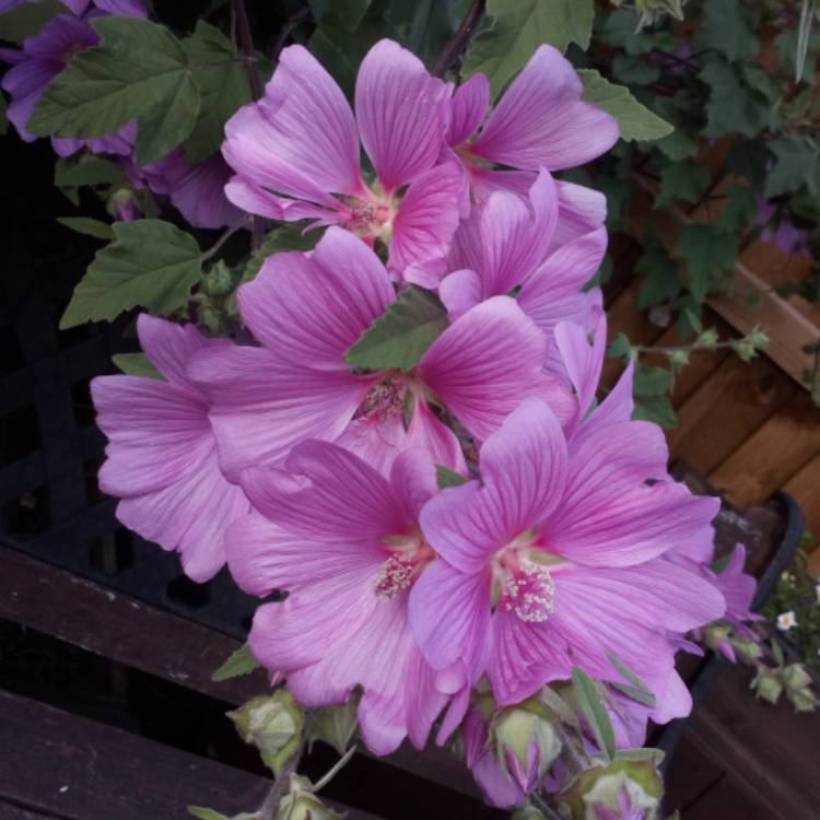 plant image 1339641 plant image 1339641
