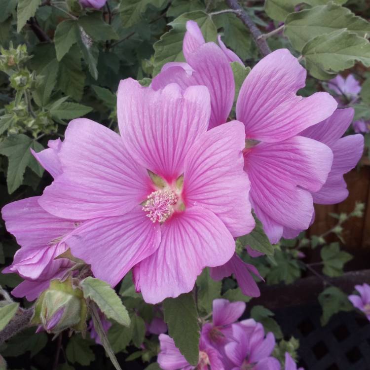 plant image 1339642 plant image 1339642