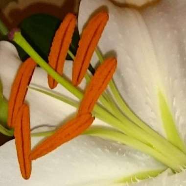 Lilium