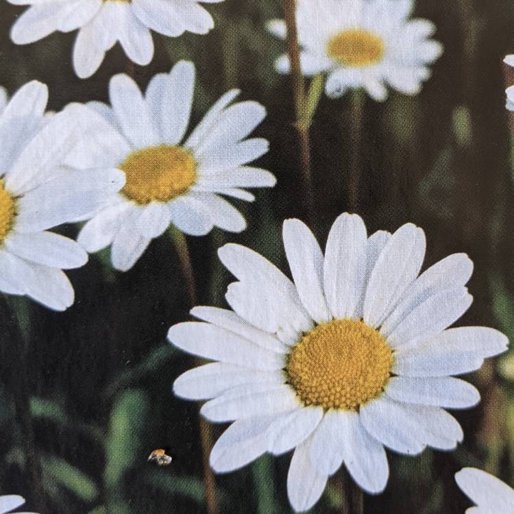 Plant image Leucanthemum x superbum 'Snow Lady'