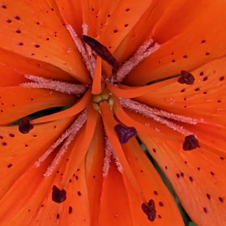 plant image 1511515 plant image 1511515