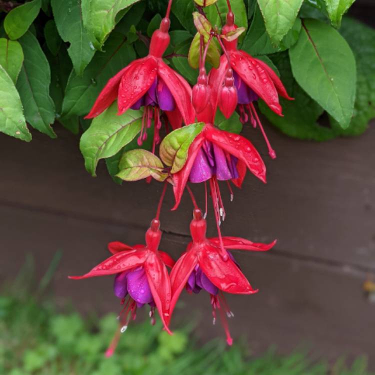 plant image 1528056 plant image 1528056