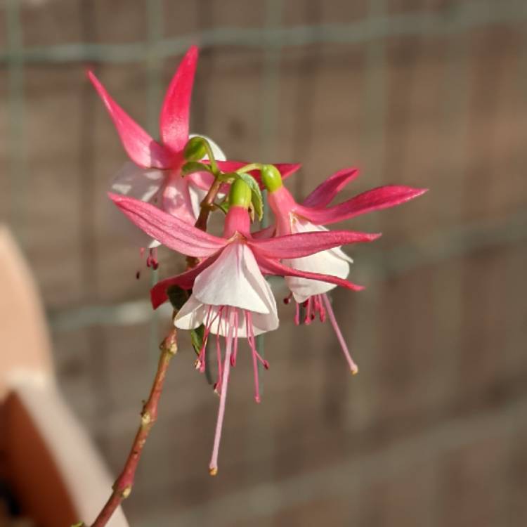 plant image 1545398 plant image 1545398
