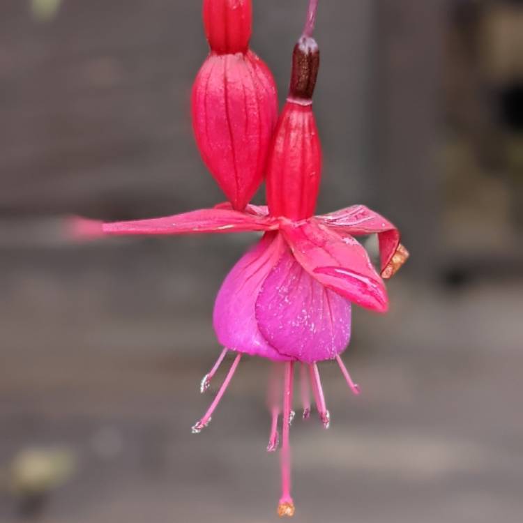 plant image 1547764 plant image 1547764
