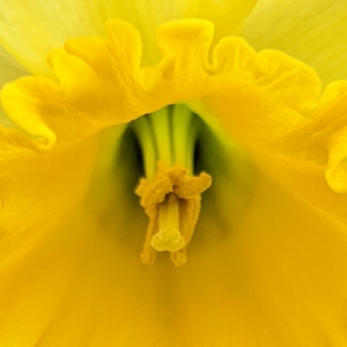 plant image 1566690 plant image 1566690