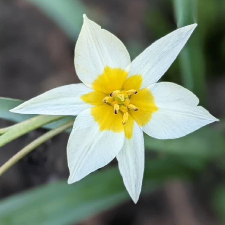 plant image 1571037 plant image 1571037