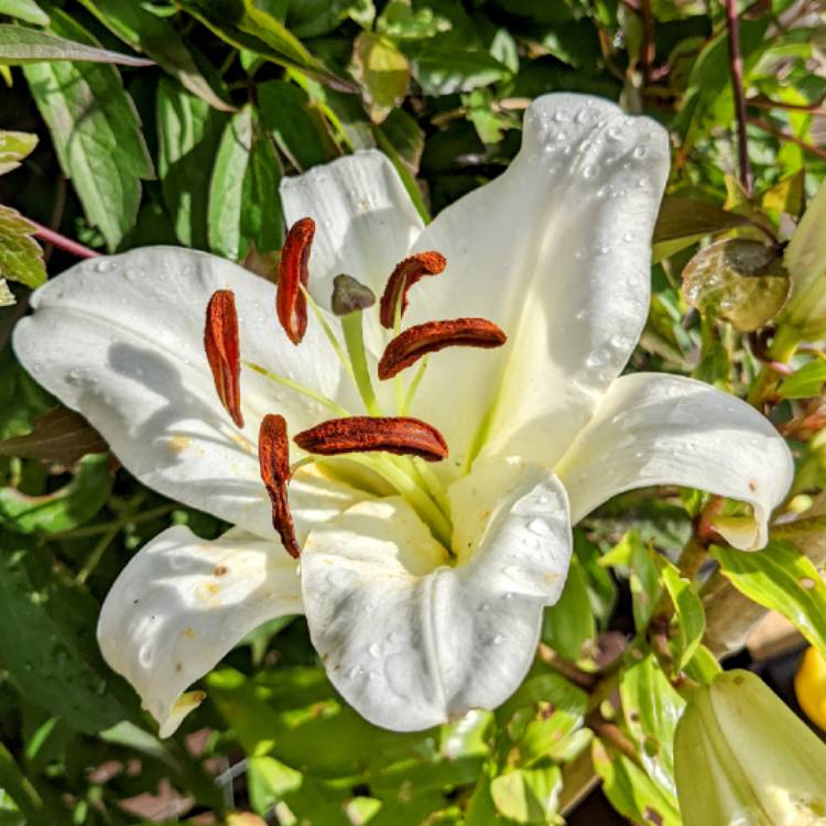 plant image 1613050 plant image 1613050