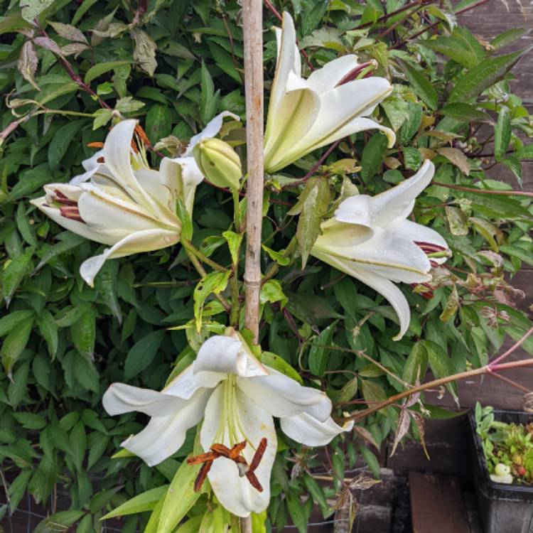 Plant image Lilium 'Pretty Woman'