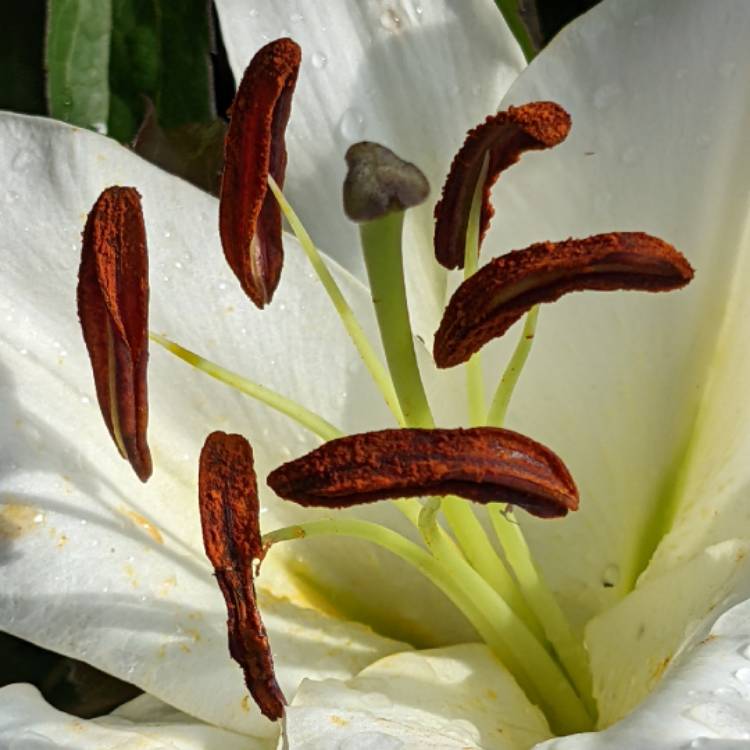 plant image 1613798 plant image 1613798