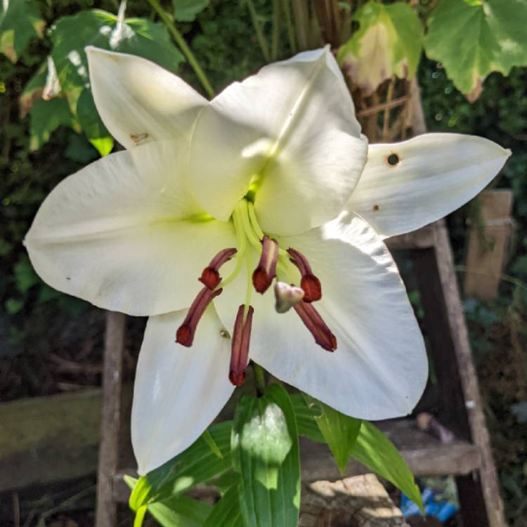 plant image 1613832 plant image 1613832